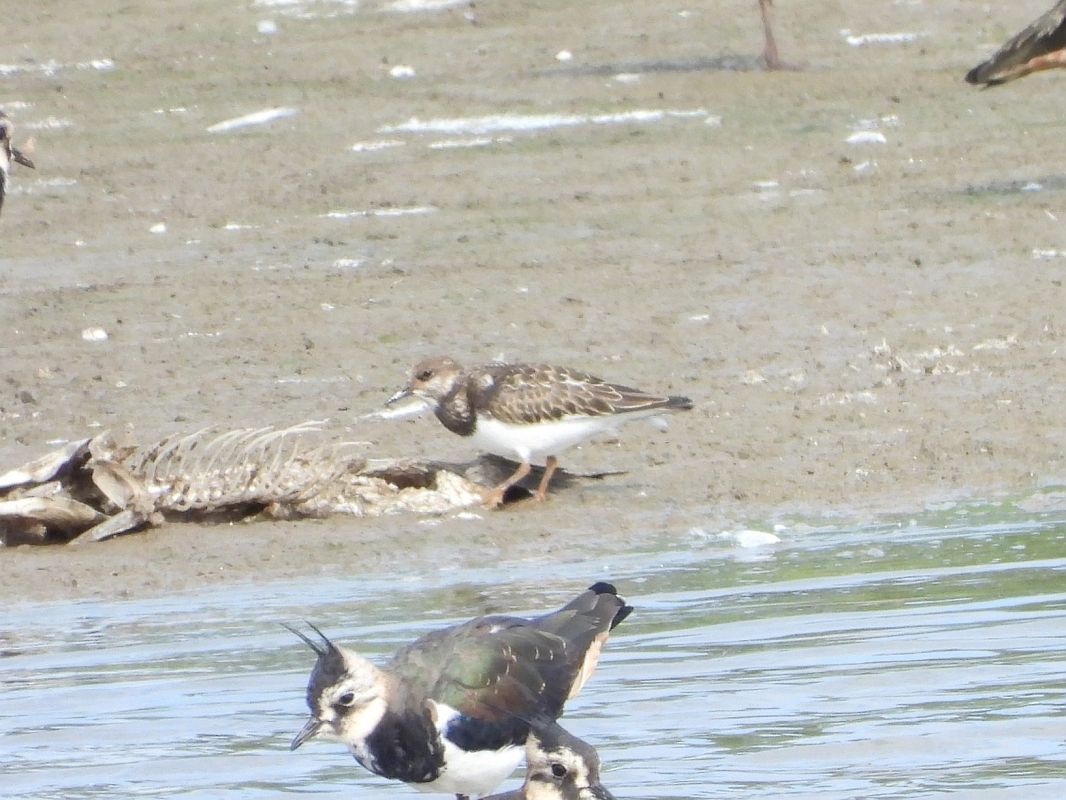 Ruddy Turnstone  - Mirosław Nowicki