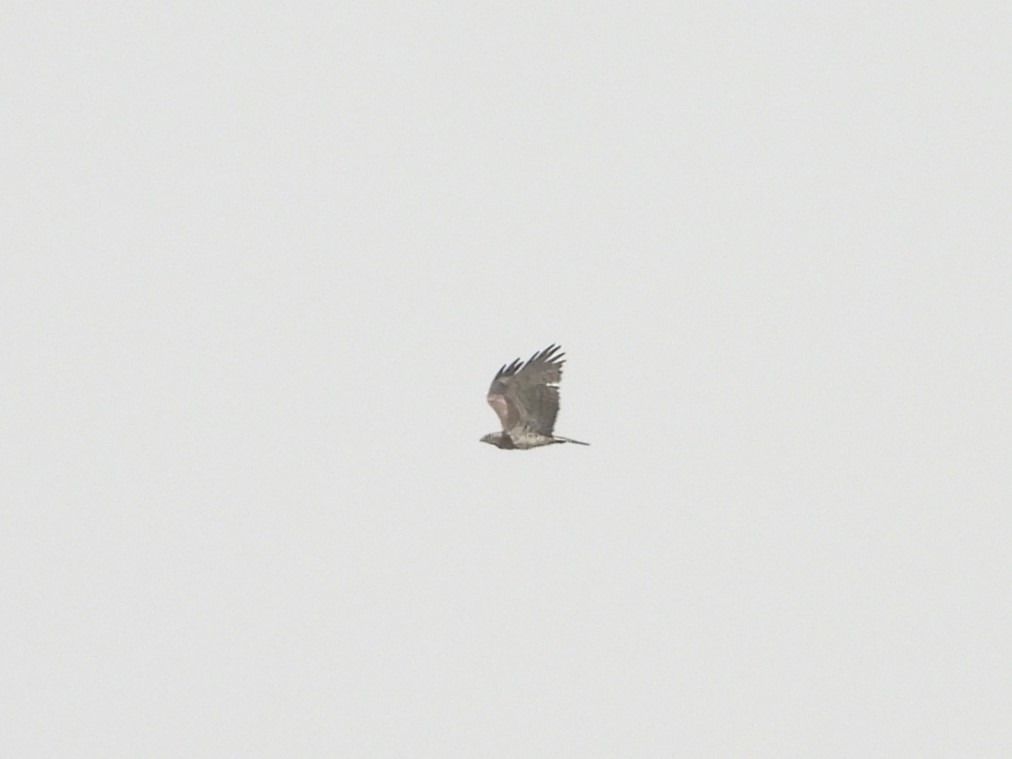 Short-toed Snake Eagle  - Mirosław Nowicki