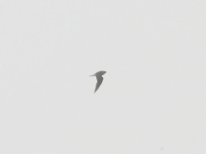 Black-winged Pratincole  - Mirosław Nowicki