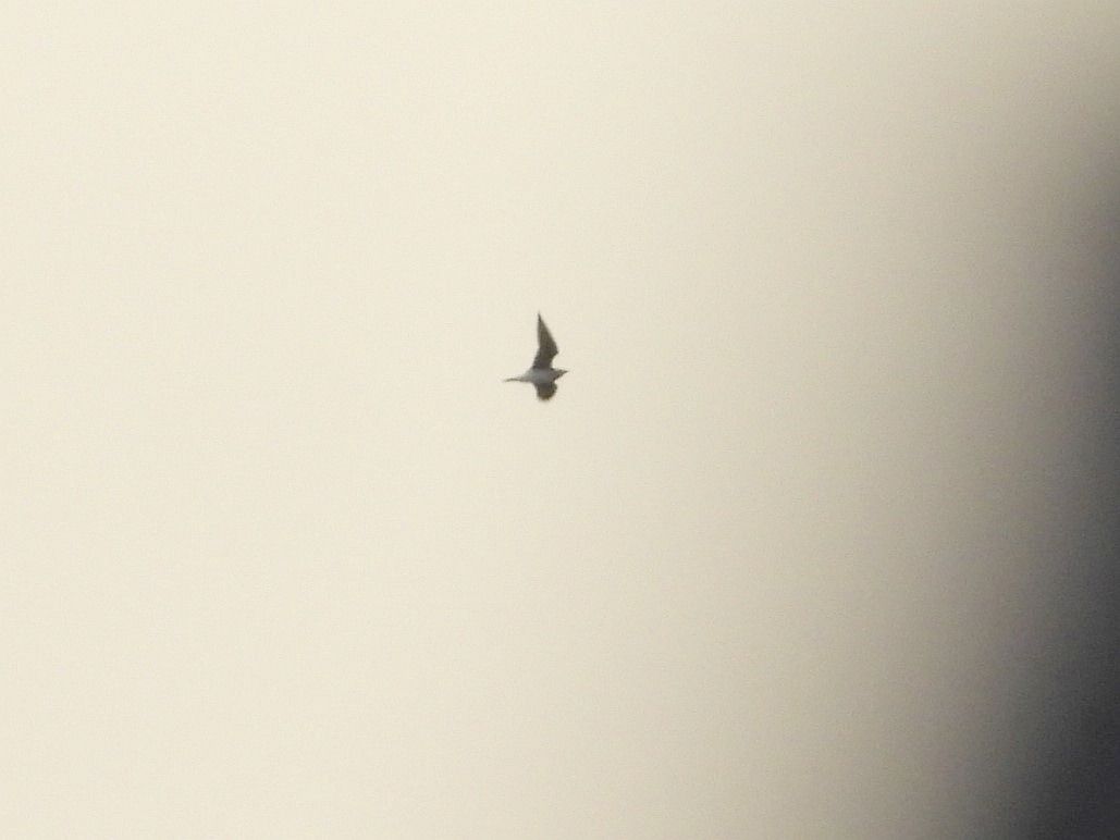 Black-winged Pratincole  - Mirosław Nowicki