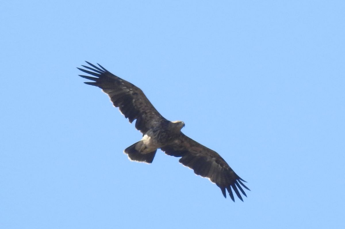 Kaiseradler  - Gabriel Lodowski