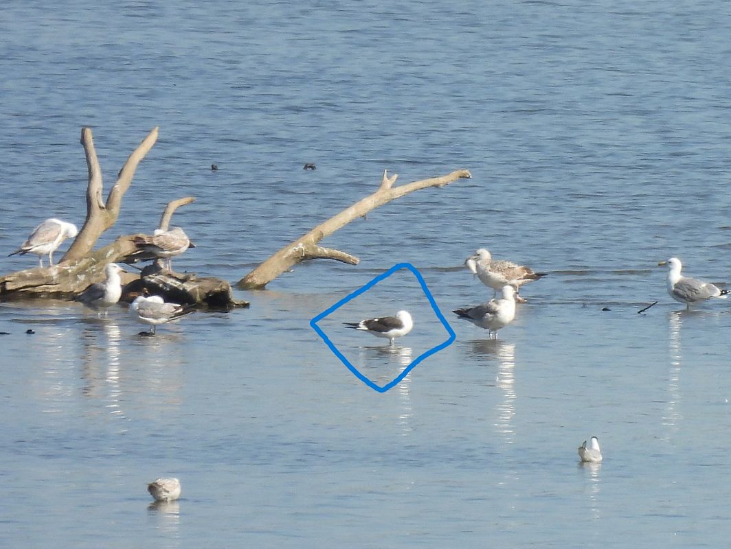 mewa żółtonoga (ssp. fuscus)  - Małgorzata Wierzba