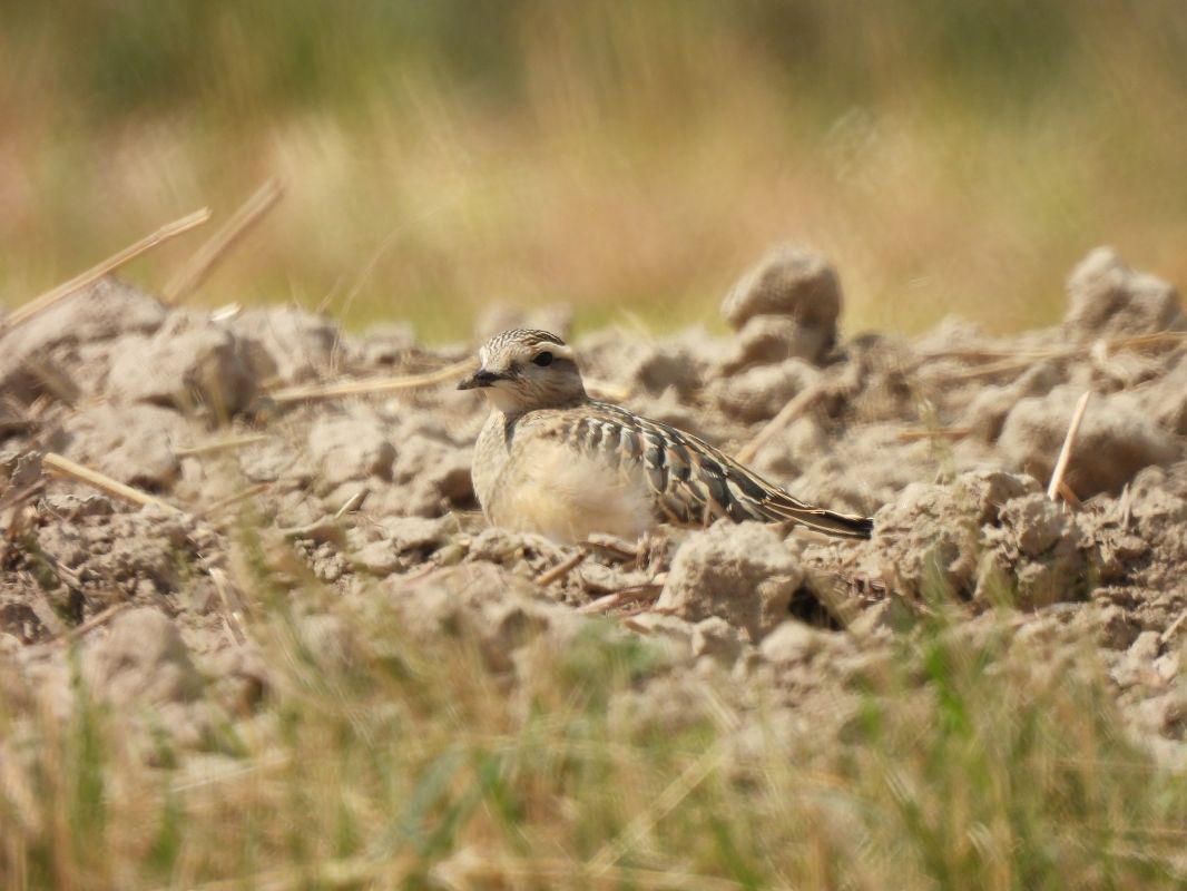 Eurasian Dotterel  - Małgorzata Wierzba
