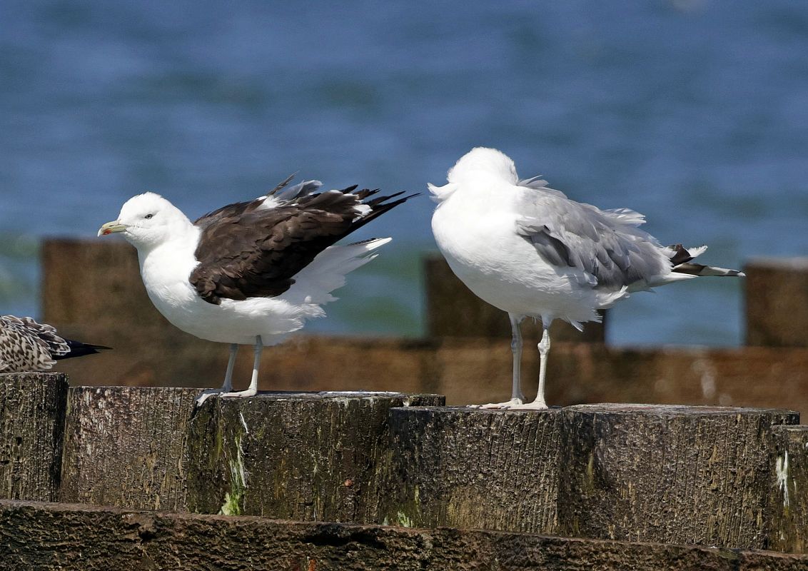Heringsmöwe (ssp. fuscus)  - Damian Mikulski