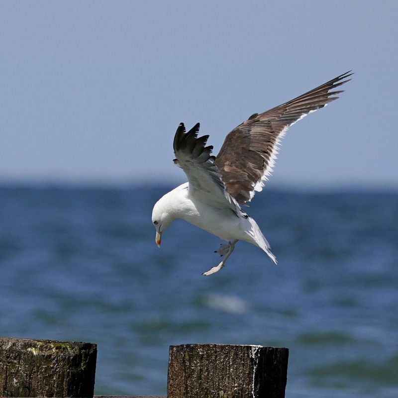 Heringsmöwe (ssp. fuscus)  - Damian Mikulski
