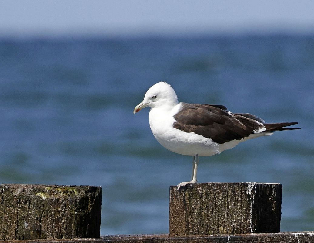 Heringsmöwe (ssp. fuscus)  - Damian Mikulski