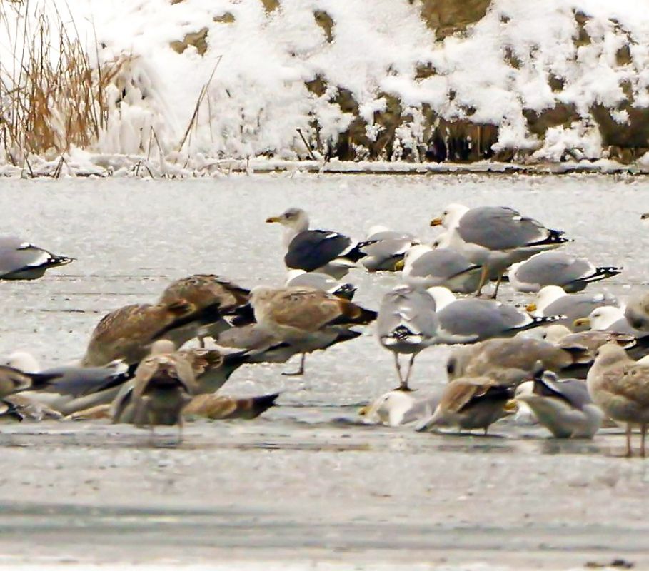 mewa żółtonoga (ssp. graellsii / intermedius)  - Damian Mikulski