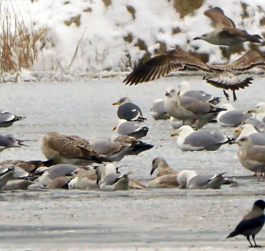 Larus fuscus graellsii / intermedius  - Damian Mikulski