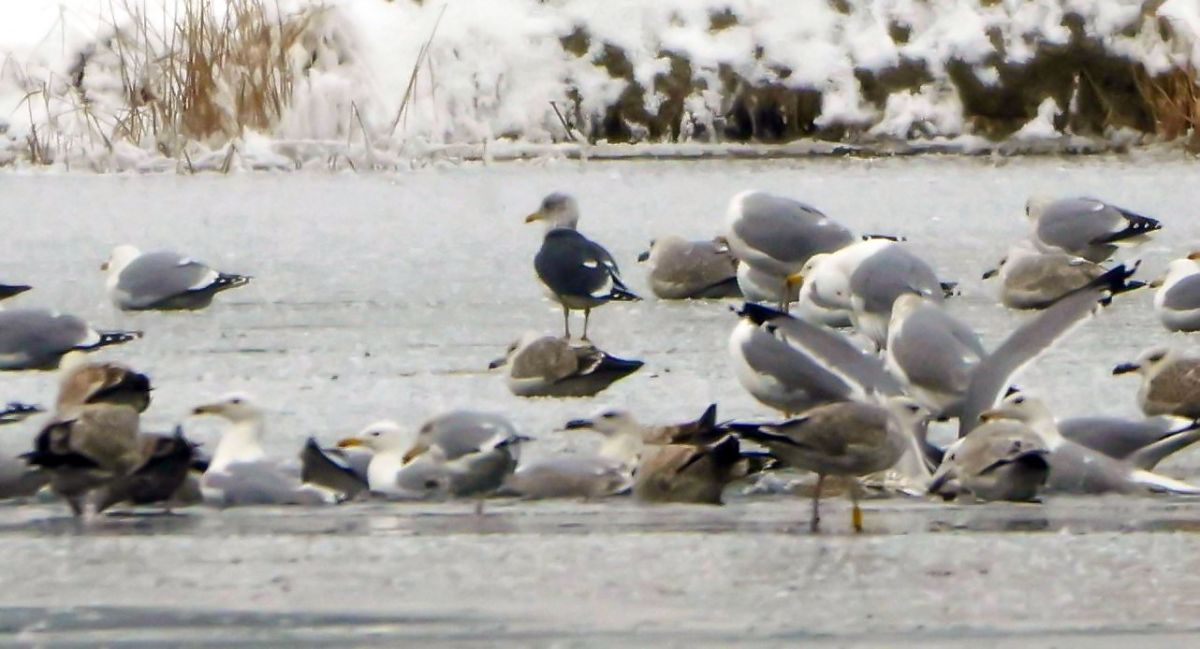 mewa żółtonoga (ssp. graellsii / intermedius)  - Damian Mikulski