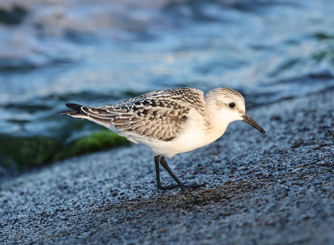 Sanderling  - Hubert Bodziony