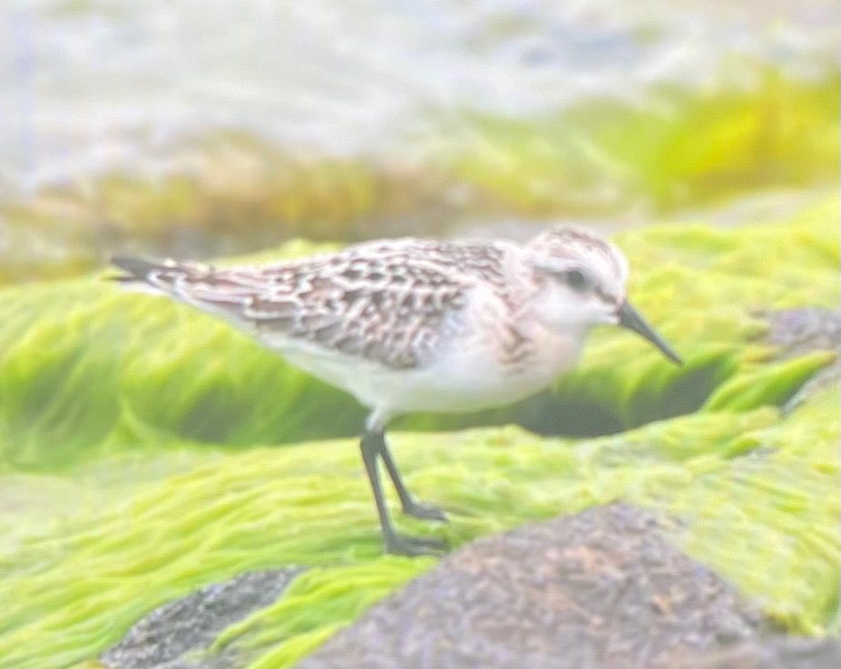 Sanderling  - Hubert Bodziony