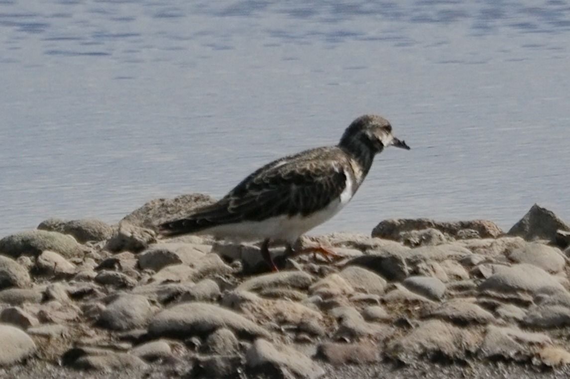kamusznik 