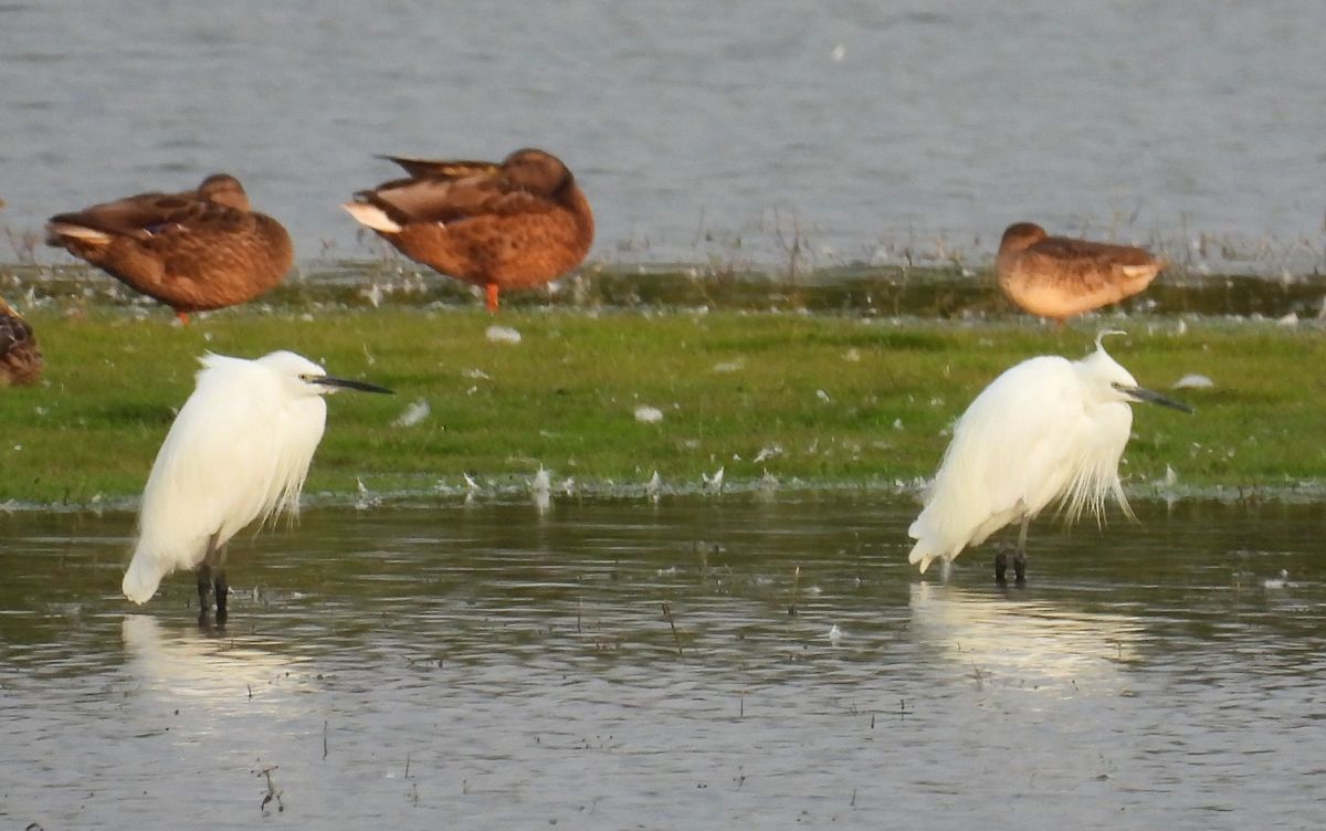 Aigrette garzette 