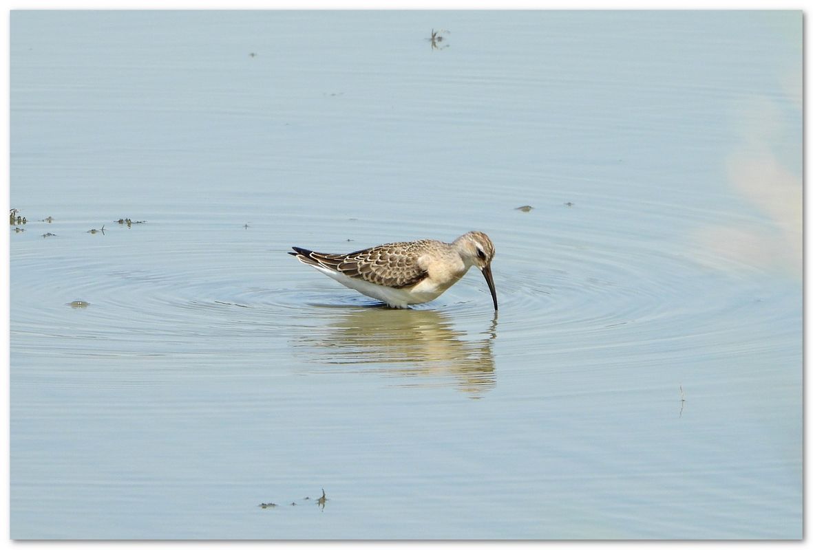 biegus krzywodzioby  - Piotr Gajewski