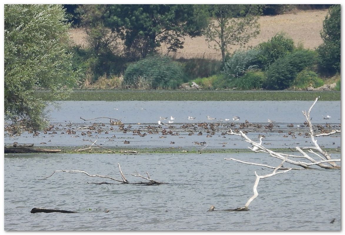 mewa żółtonoga (ssp. fuscus)  - Piotr Gajewski