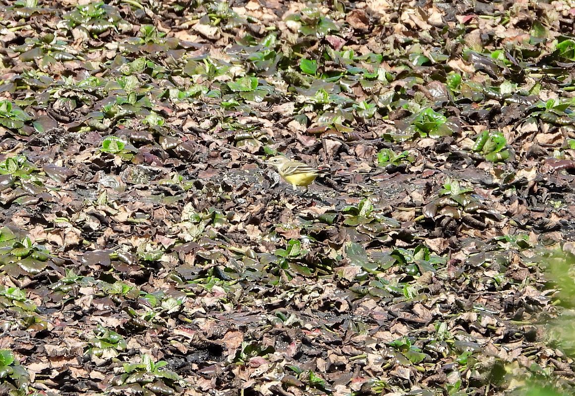 Schafstelze (ssp. flavissima), Gelbkopf-Schafstelze  - Piotr Gajewski
