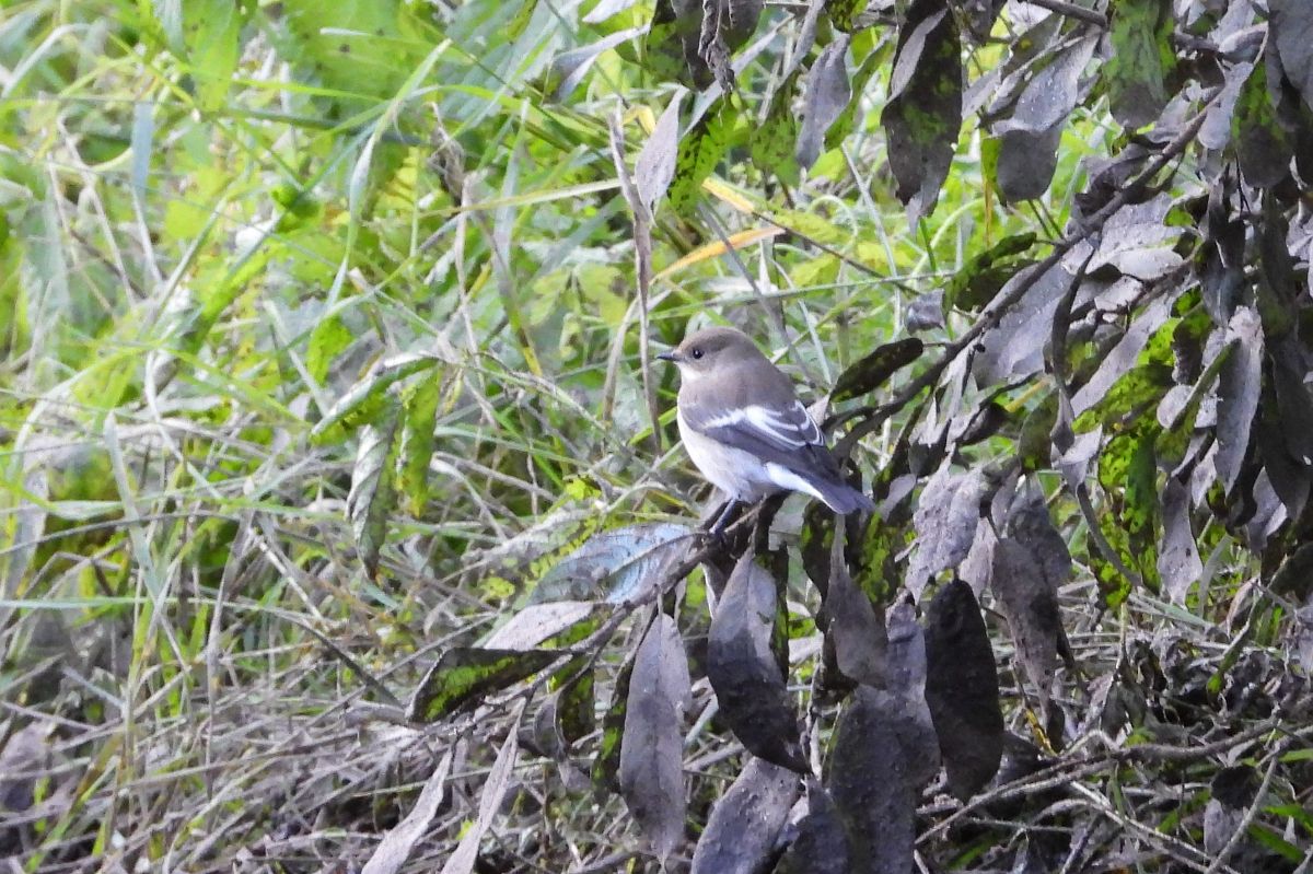 European Pied Flycatcher  - Justyna Krawczyk