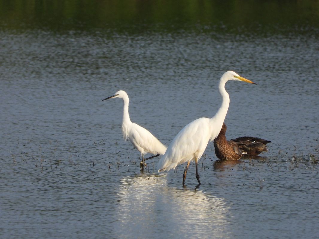 Aigrette garzette  - Janusz Gajdas
