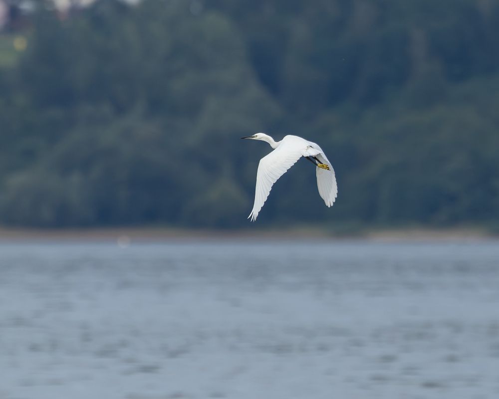 Aigrette garzette  - Cyryl Boryczko
