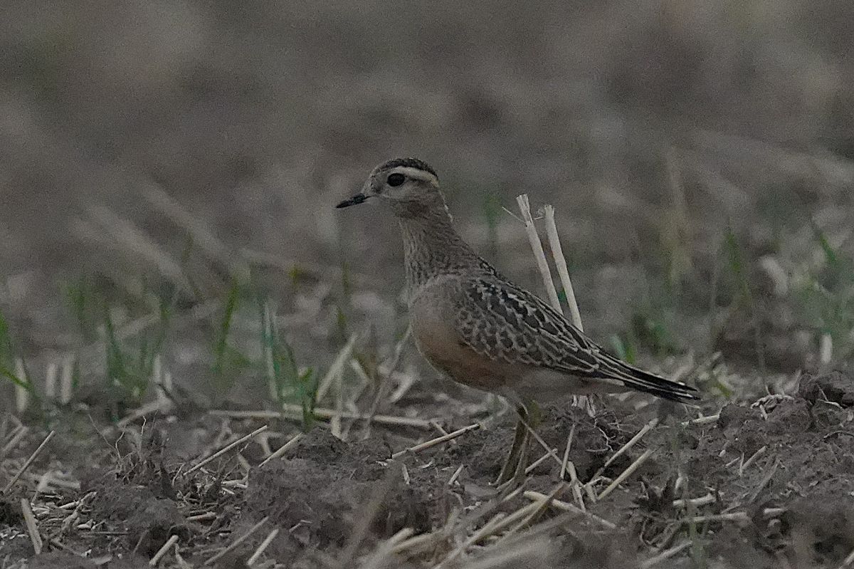Eurasian Dotterel  - Krystian Sobota