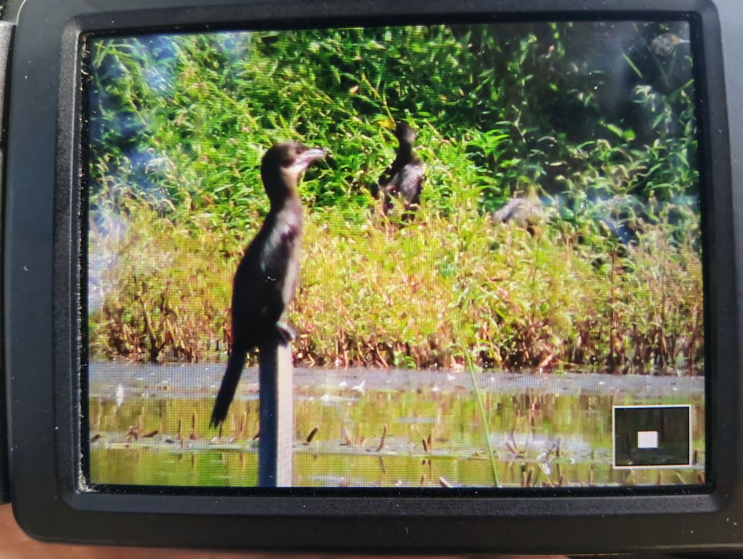 kormoran mały  - Ewa Paprzycka