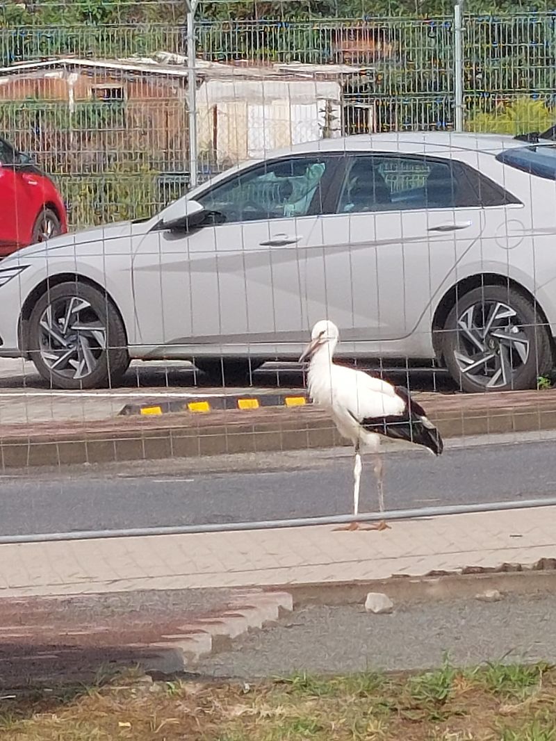 White Stork 