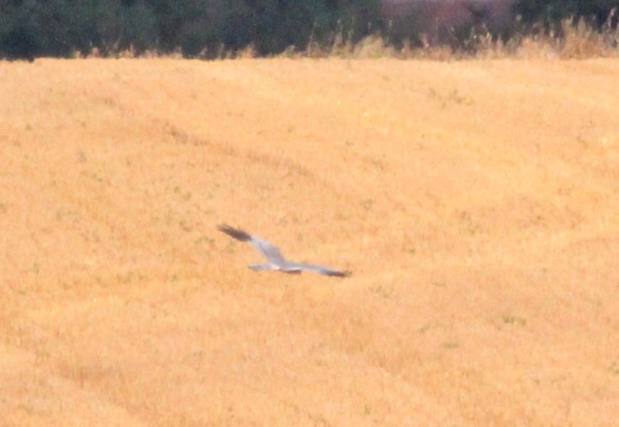 błotniak łąkowy 