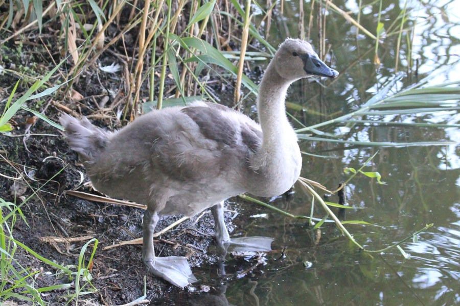 Höckerschwan  - Rafał Walczybok