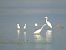 Aigrette garzette  - Grzegorz Nowak