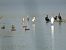Aigrette garzette  - Grzegorz Nowak