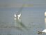 Aigrette garzette  - Grzegorz Nowak