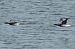 Pale-bellied Brant Goose  - Mariusz Janowski