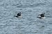 Pale-bellied Brant Goose  - Mariusz Janowski