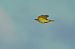 Eurasian Golden Oriole 