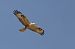 Adlerbussard 