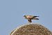 Adlerbussard 