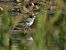 White Wagtail 