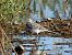 White Wagtail 
