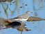 White Wagtail 