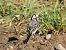 White Wagtail 