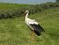 White Stork 