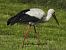 White Stork 