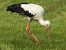White Stork 