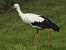 White Stork 