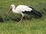 White Stork 