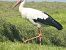 White Stork 