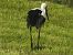 White Stork 
