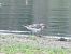 Sanderling 