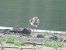 Sanderling 