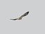 Mäusebussard  - Kacper Mikulski
